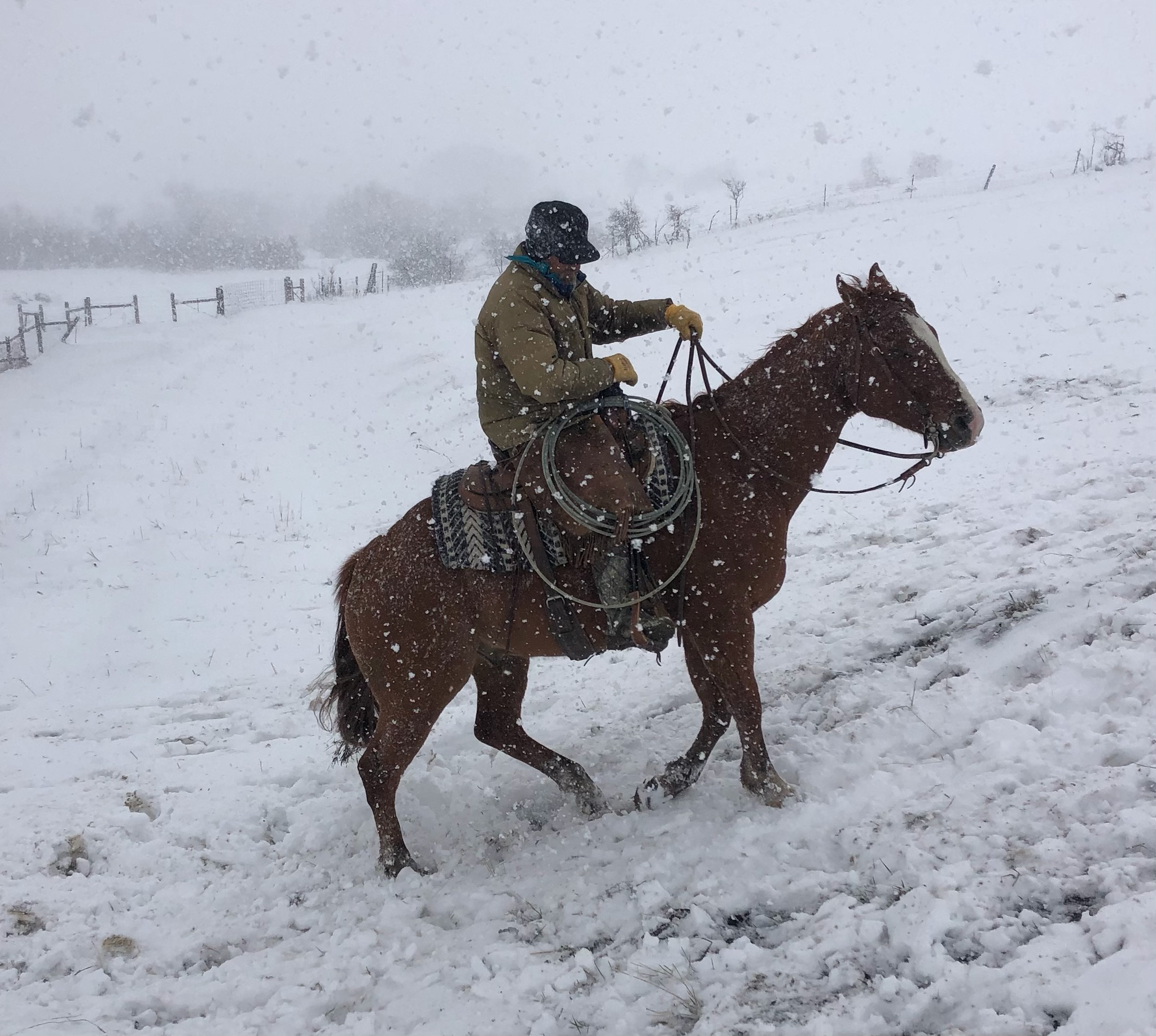 About Us 307 Performance Horses Sheridan, Wyoming